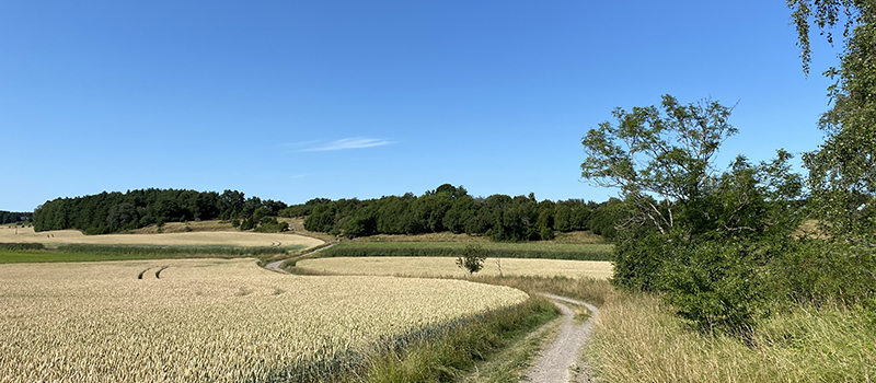 Landsväg omgiven av fält i juli månad